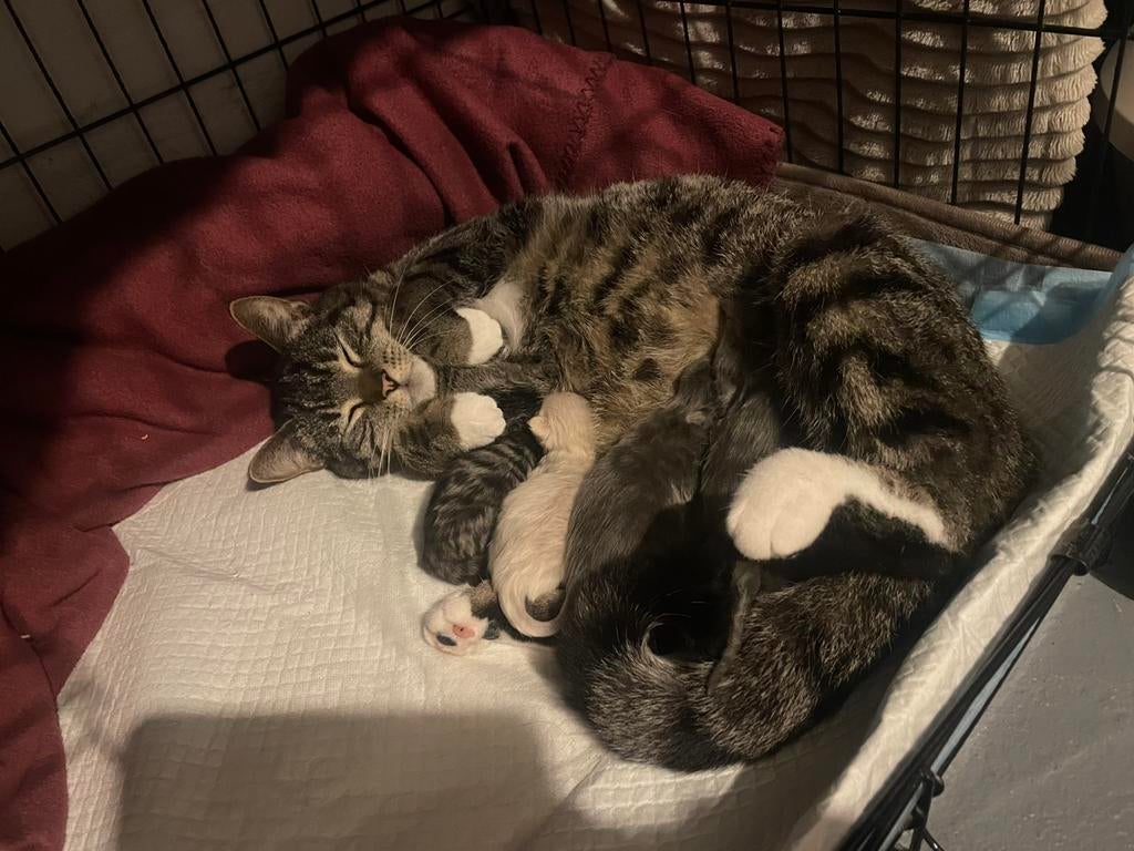 Nestje met kittens geboren !!! 30 maart, Dieren en Toebehoren, Meerdere dieren, Ontwormd