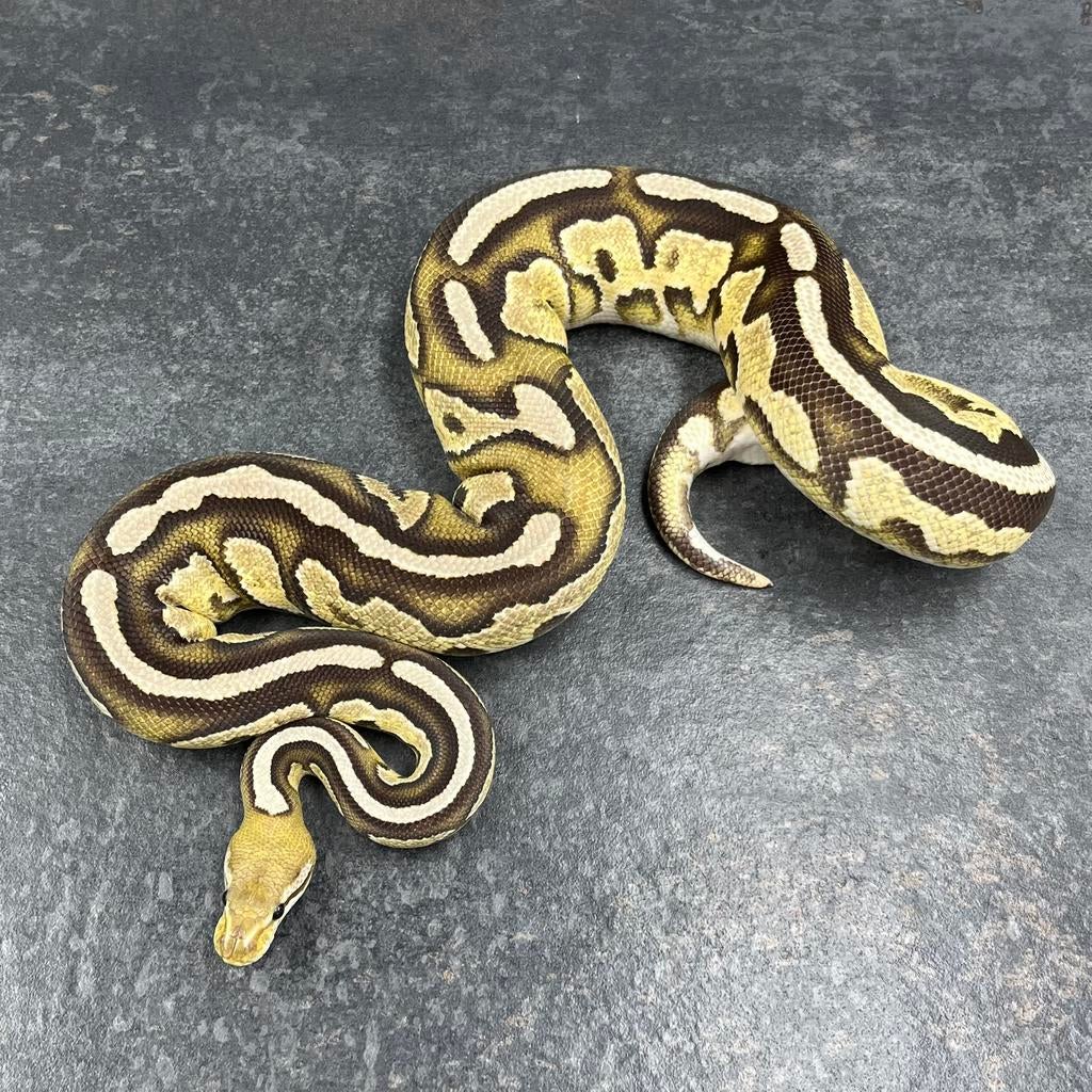 0.1 OD Fire Cinnamon 100% dh Amur DG, Ball Python Ball Python - female for sale from Tom