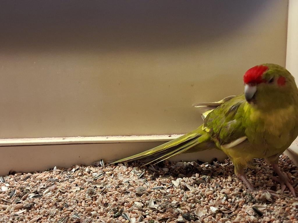 Kakariki man, Dieren en Toebehoren, Vogels | Parkieten en Papegaaien, Mannelijk, Parkiet