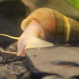 Tylomelania sp. albino * zeldzaam* jonge dieren, Dieren en Toebehoren, Kreeft, Krab of Garnaal, Zoetwatervis