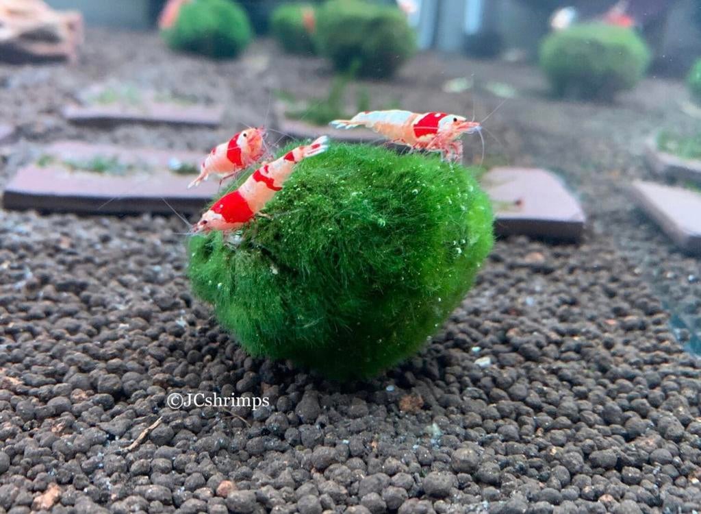 Chladophlora mos bal 3-5 cm | Aquarium plant, Dieren en Toebehoren, -, Ophalen of Verzenden, -, Plant(en), Steen of Hout