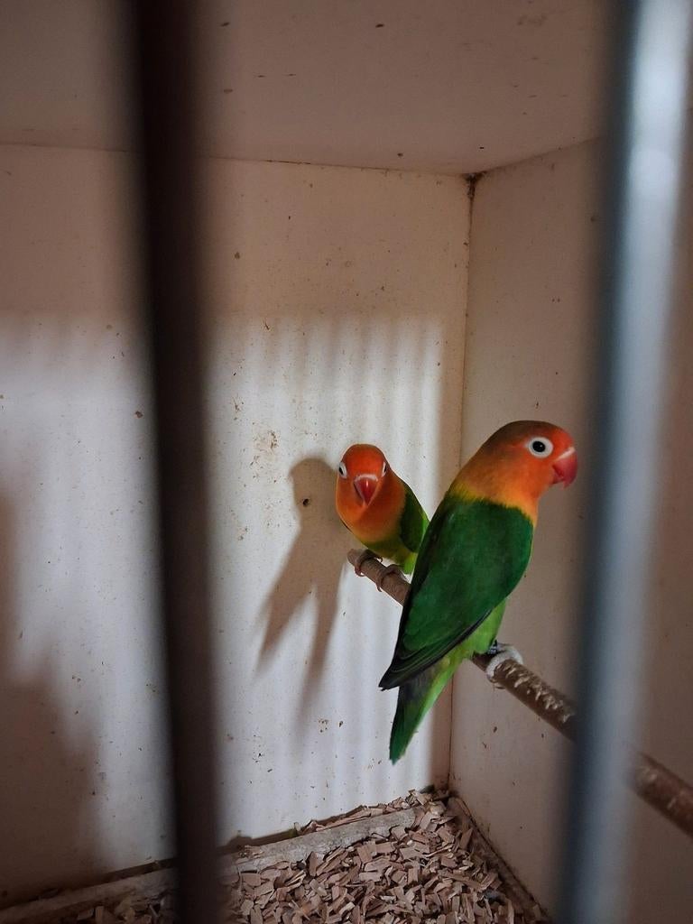 Fischeri opaline wildkleur ( bewezen koppel) 2024, Dieren en Toebehoren, Vogels | Parkieten en Papegaaien, Meerdere dieren, Dwergpapegaai of Agapornis