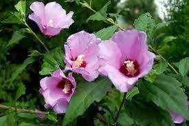 hibiscus Syriacus  struik, Ophalen, Overige soorten, Struik, Minder dan 100 cm