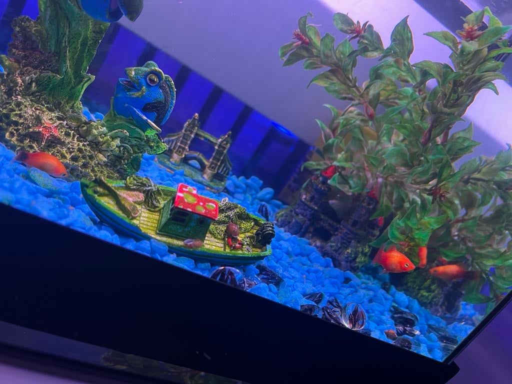 Aquarium inclusief toebehoren en visjes, Dieren en Toebehoren, Vissen | Aquaria en Toebehoren, Ophalen of Verzenden, Zo goed als nieuw