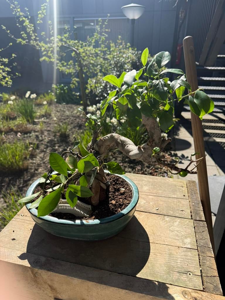 Pre-Bonsai ficus, Bloeit niet, Minder dan 100 cm, Volle zon, In pot