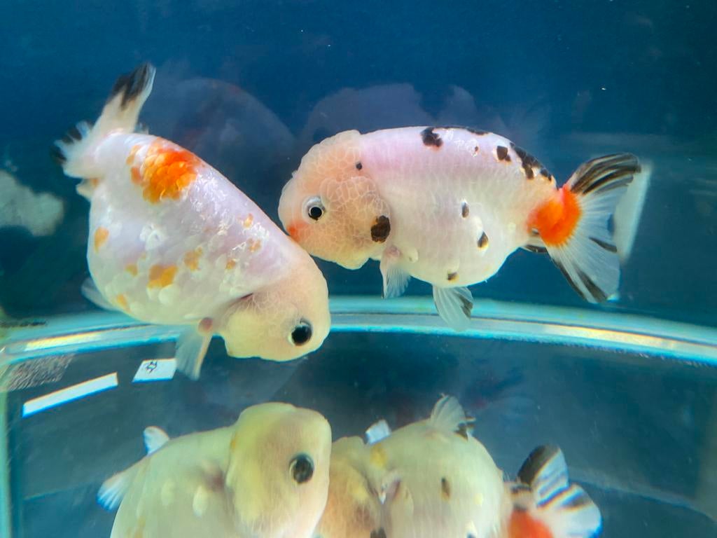 Ranchu goudvis, Dieren en Toebehoren, Vis, Zoetwatervis