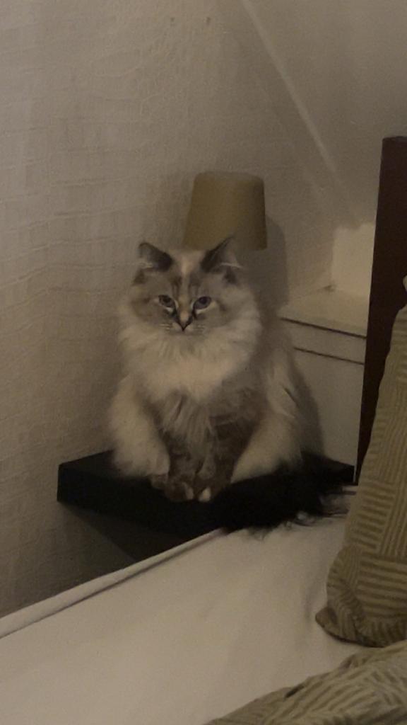 Siberische poes 2 jaar, Poes, Gechipt