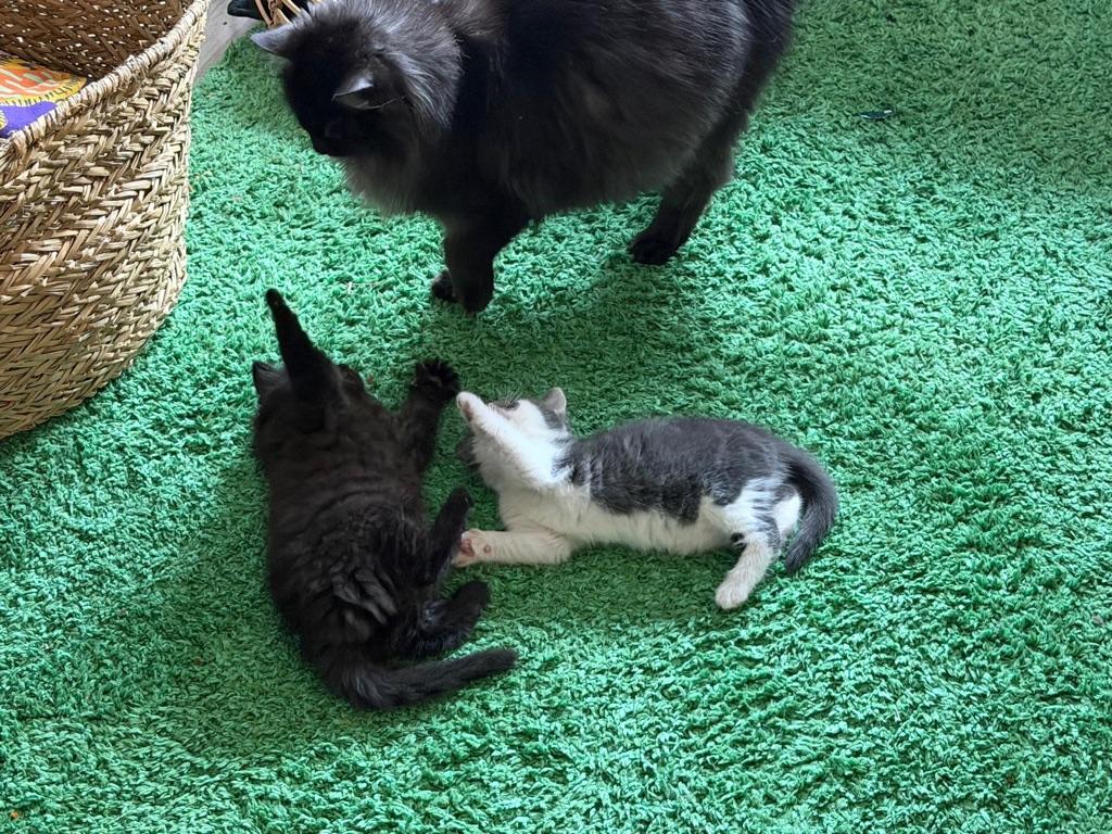 kittens, Meerdere dieren, Ontwormd, 0 tot 2 jaar