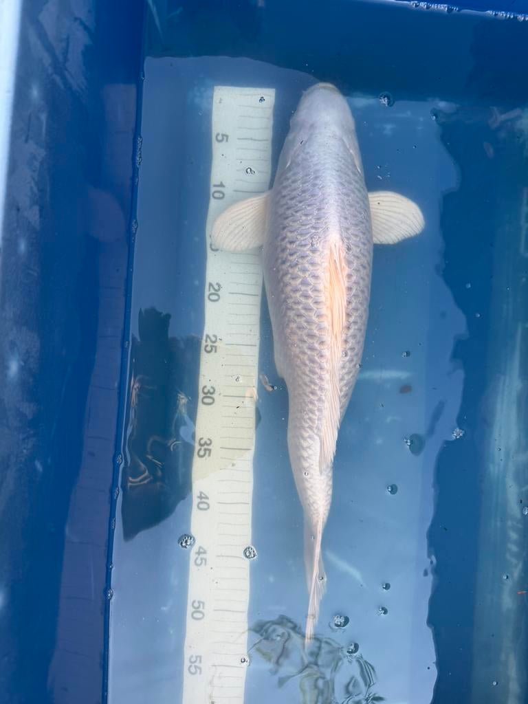 Platinum ogon koi, Dieren en Toebehoren, Vissen | Vijvervissen, Karper of Koi