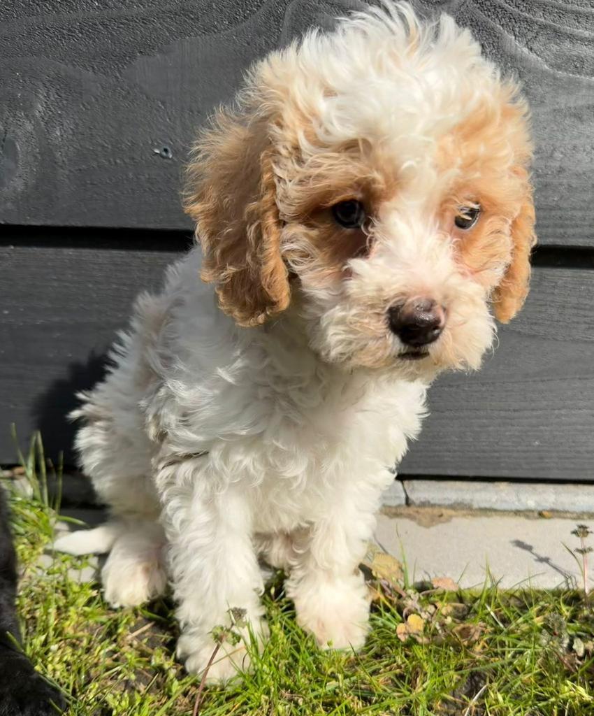 Leuke maltipoo pup, Ophalen of Verzenden