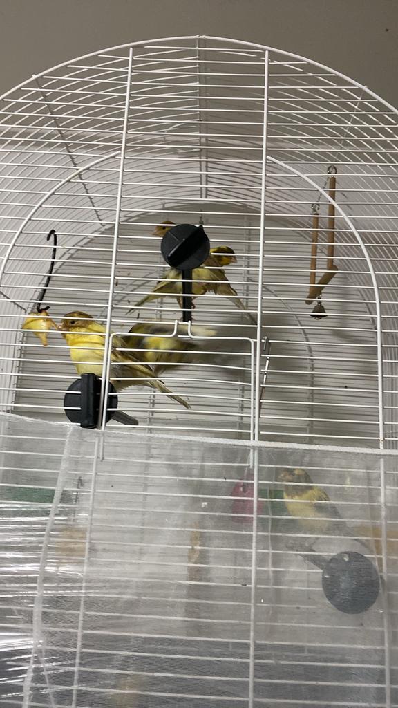 Jonge kanarie’s, Dieren en Toebehoren, Vogels | Kanaries, Mannelijk, Kleurkanarie