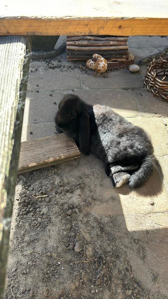 Lieve franse hangoor, Dieren en Toebehoren, Konijnen, Groot, Vrouwelijk, Hangoor