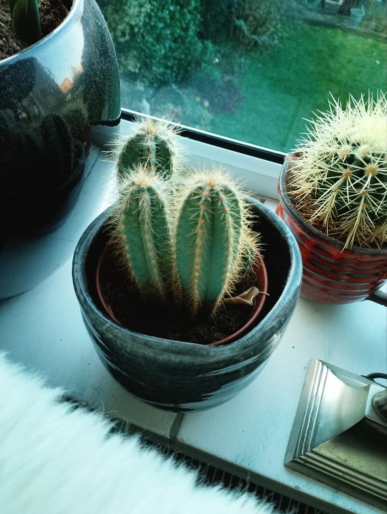 cactus, Ophalen, Overige soorten, Volle zon