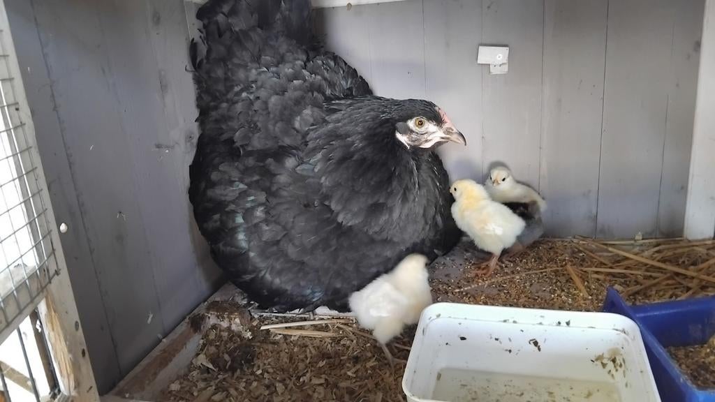 Te koop kip met kuikentjes, Dieren en Toebehoren, Pluimvee, Geslacht onbekend, Kip