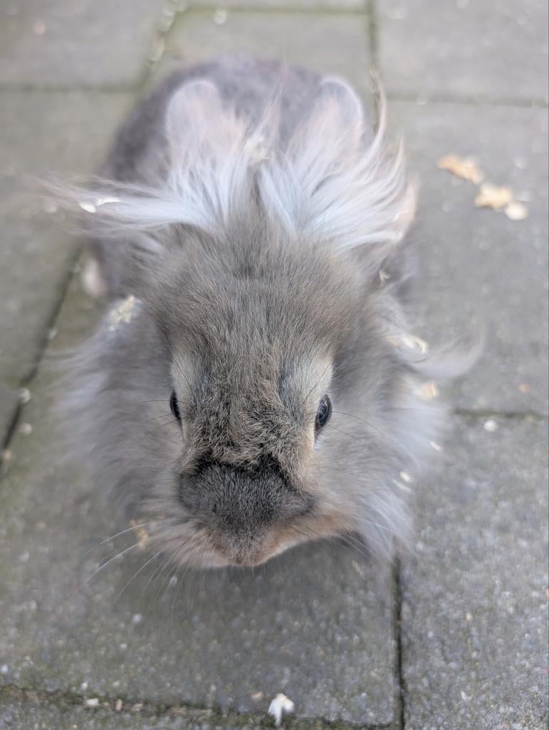 Lief mannetjes konijn 3 maanden oud, Dieren en Toebehoren, Konijnen, Mannelijk