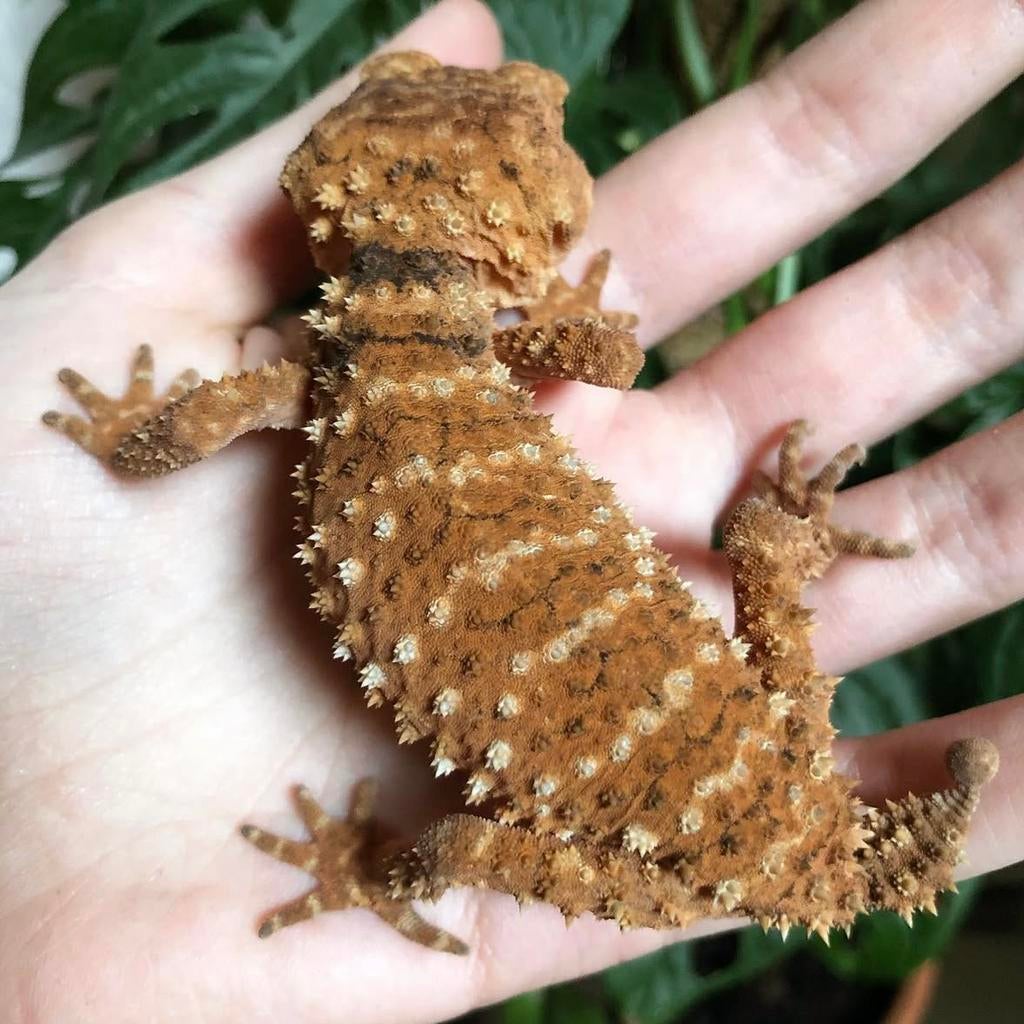 Nephrurus amyae volwassen trio, Hagedis, Tam, 3 tot 6 jaar