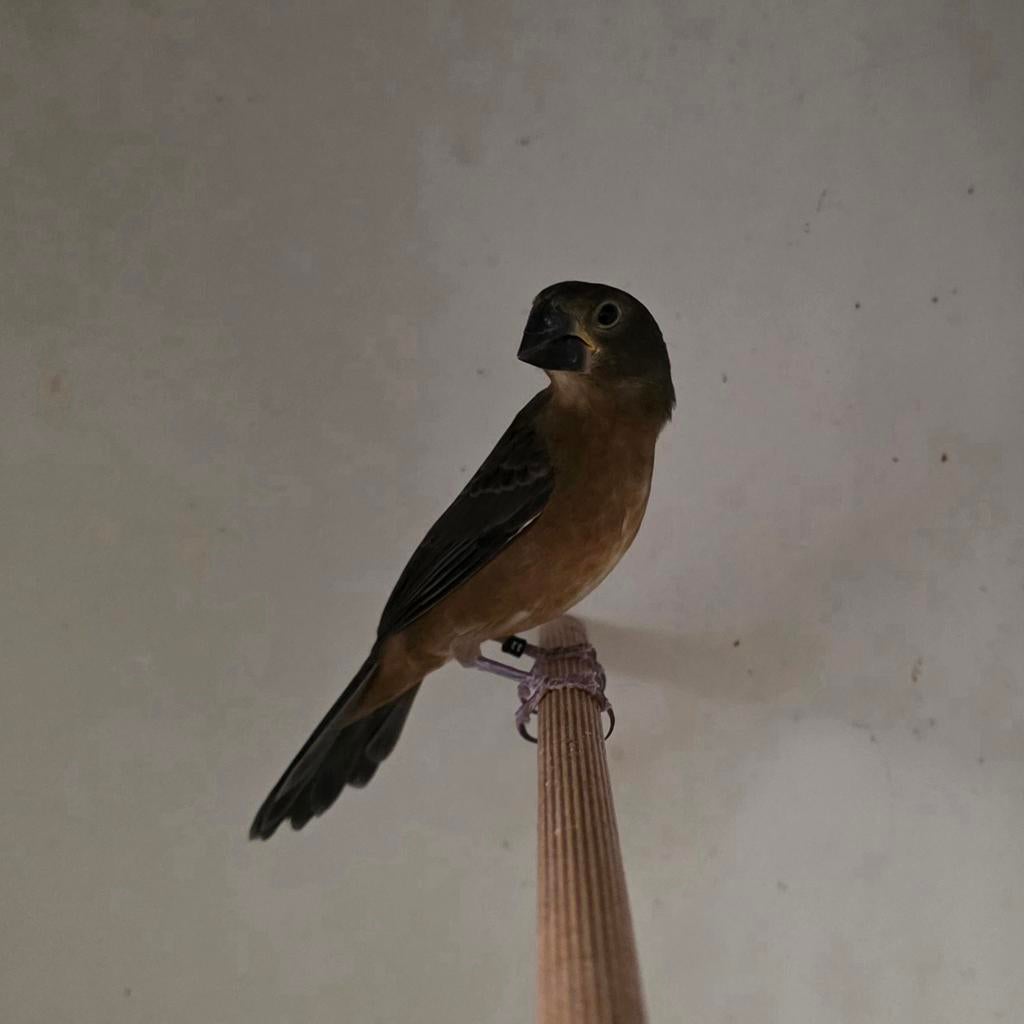 twatwa / twa twa jongeman aangeboden, Dieren en Toebehoren, Vogels | Overige Vogels, Mannelijk, Tropenvogel, Geringd