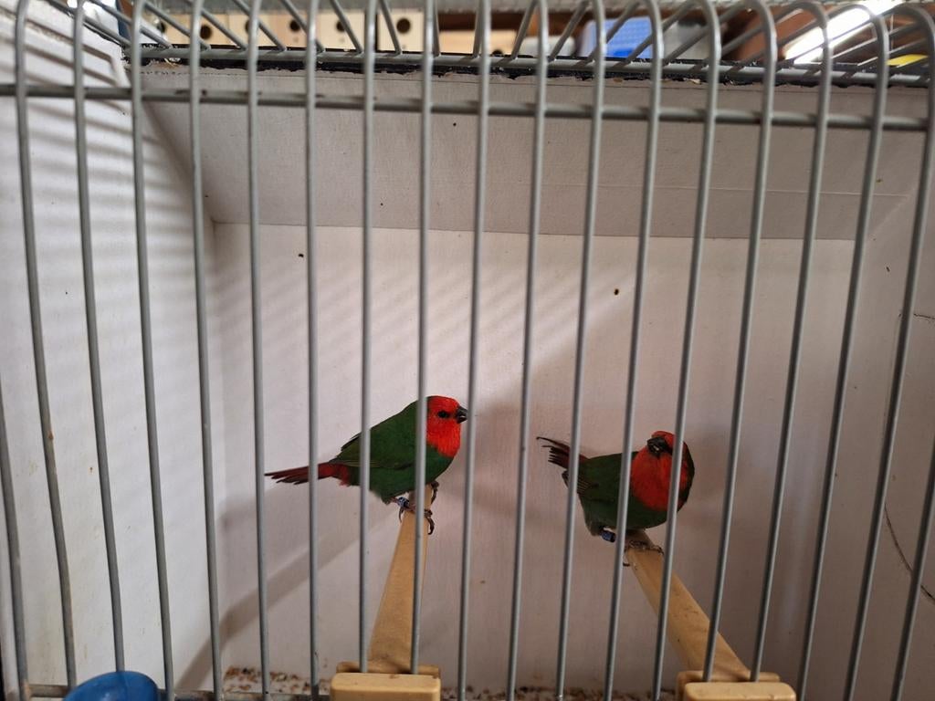 Roodkop papegaai amadines, Meerdere dieren, Geringd