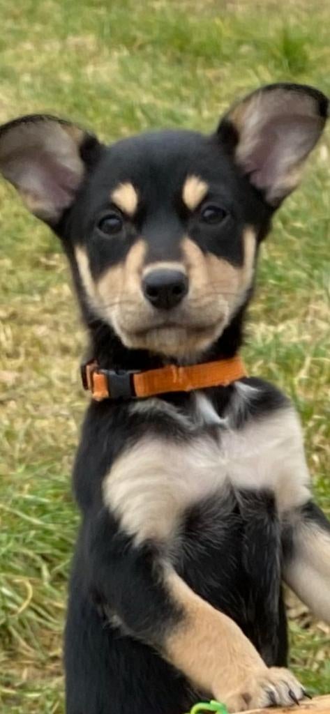 Professionele honden /katten opvang pension oppas hotel