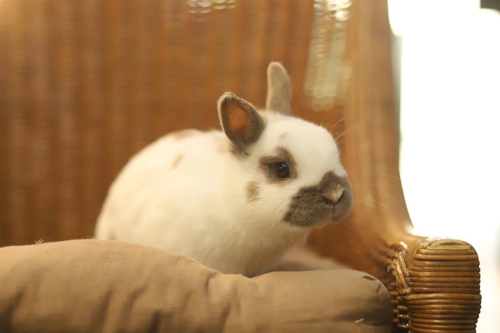 Lieve dwergkonijnen | Ruime keuze | Jonge konijnen, Dieren en Toebehoren, Konijnen, Meerdere dieren, Dwerg, 0 tot 2 jaar