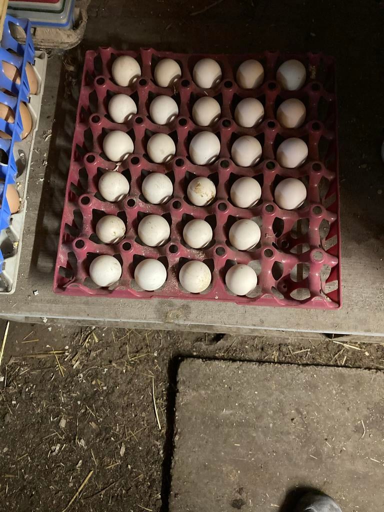 Sabelpoot porselein kleur broedeieren, Dieren en Toebehoren, Geslacht onbekend, Kip