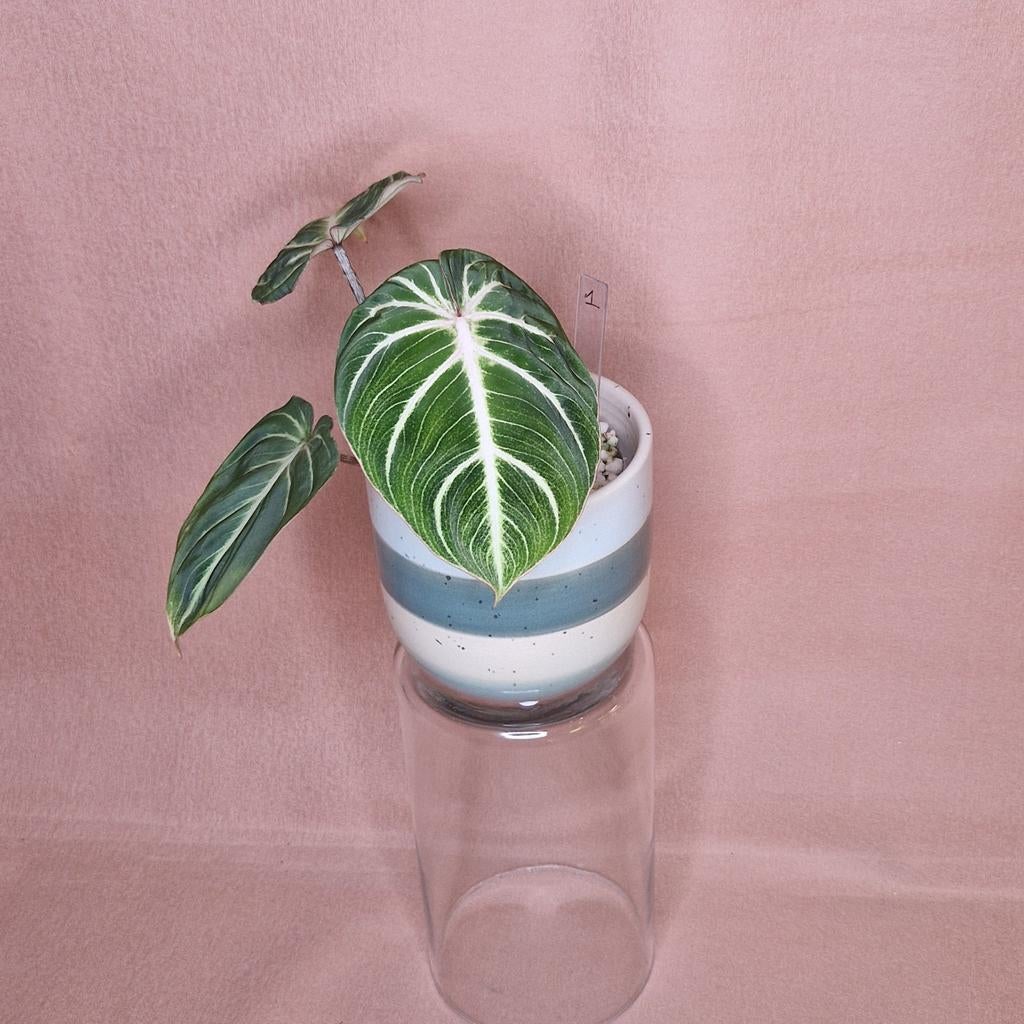 Philodendron Gloriosum Round Form, Huis en Inrichting, Kamerplanten, Overige soorten, Minder dan 100 cm, Groene kamerplant, Halfschaduw