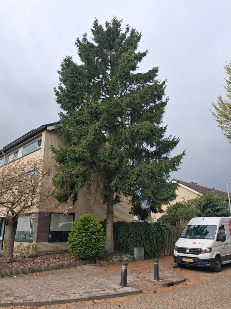 Gratis boom weghalen, Diensten en Vakmensen, Tuinmannen en Stratenmakers