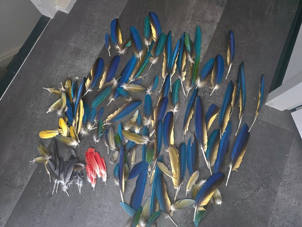 Zak ara veren  Ara & Grijze Roodstaart, Watersport en Boten, Hengelsport | Zeevissen, Ophalen of Verzenden, Nieuw, Overige typen