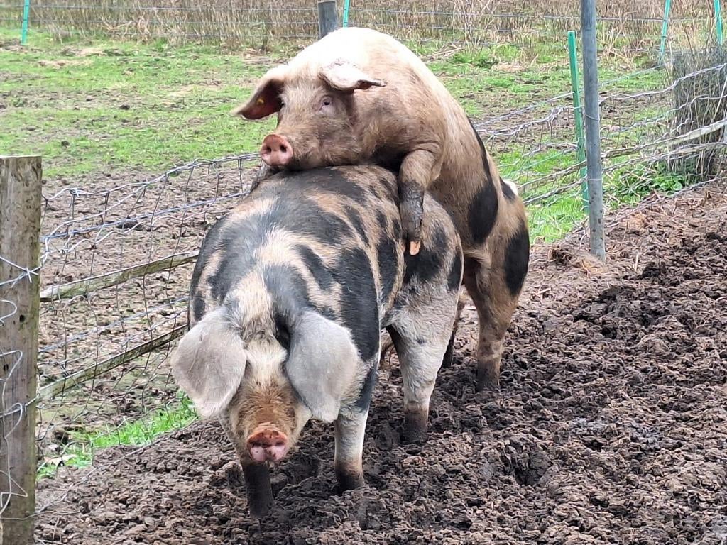 Bentheimer dekbeer te huur, Dieren en Toebehoren, Schapen, Geiten en Varkens, Mannelijk, Varken
