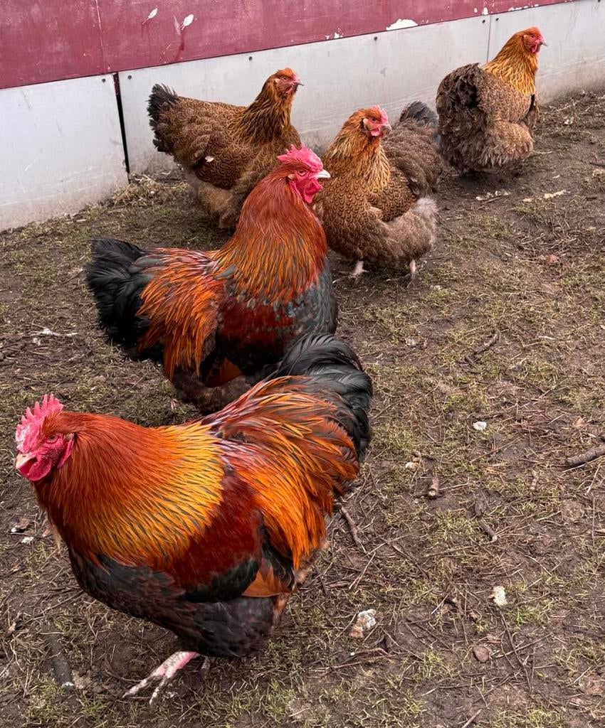 Orpington meerzomig patrijs broedeieren te koop., Dieren en Toebehoren, Pluimvee, Geslacht onbekend, Kip