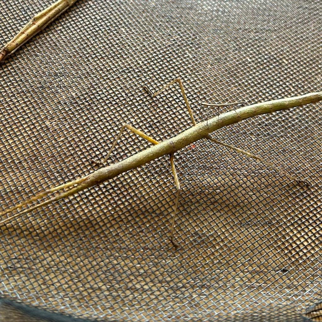 Wandelende takken, Dieren en Toebehoren, Wandelende tak