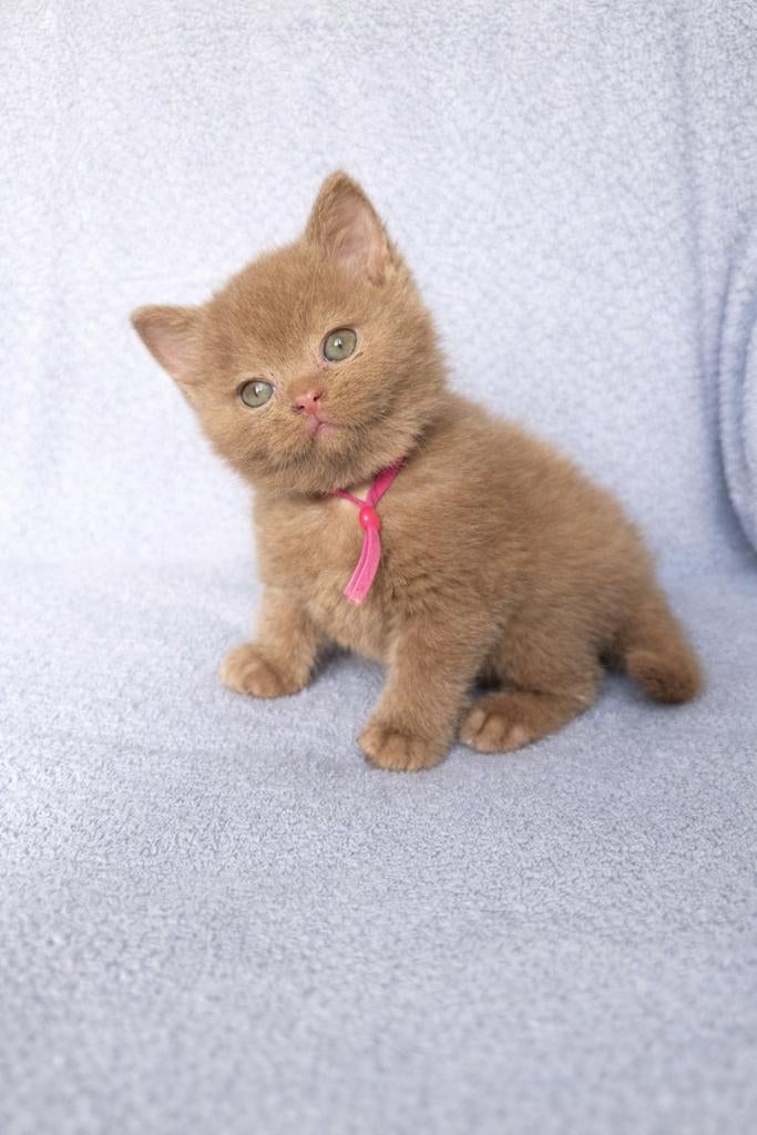 Mooi zeldzaam cinnamon kitten met stamboom brits korthaar, Dieren en Toebehoren, Meerdere dieren, Met stamboom