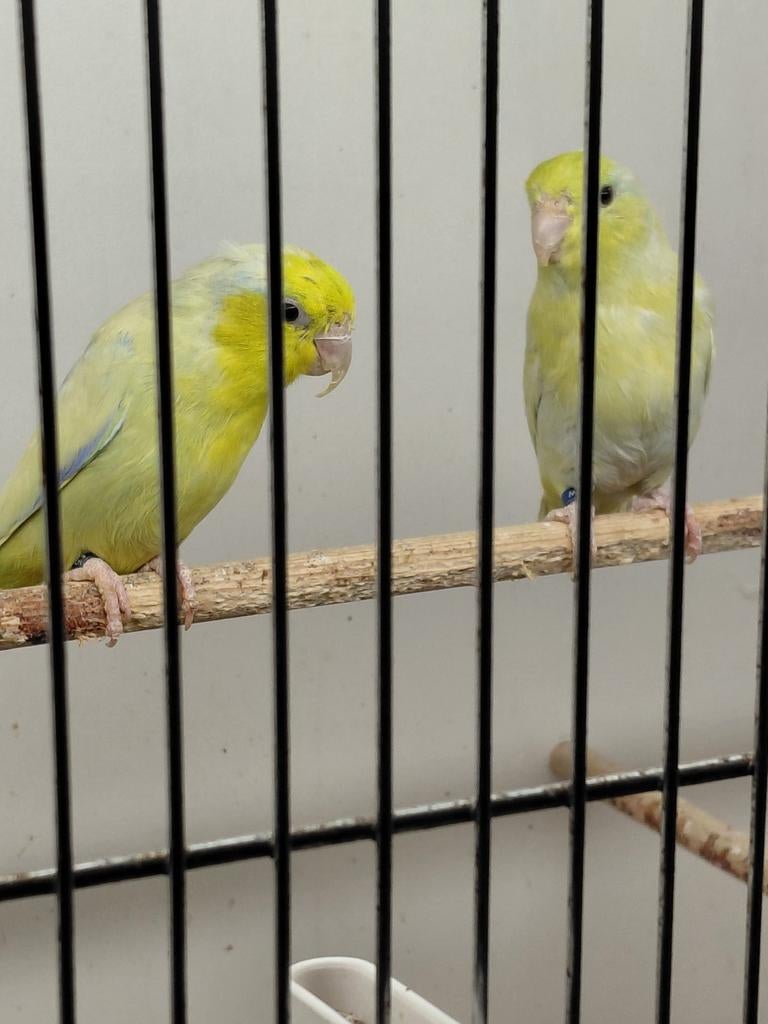 Mooi koppel forpussen, Meerdere dieren, Parkiet