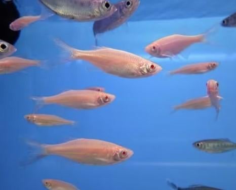 Giant danio Orange - Danio aequipinnatus - Koidream Valburg