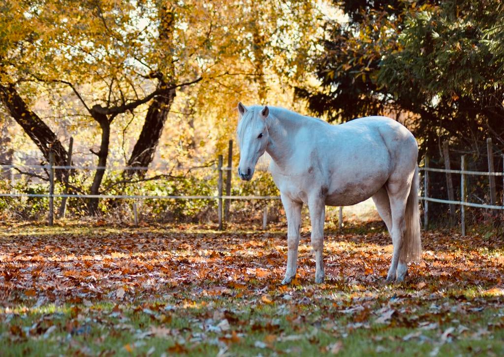 Mooie 3jarige Cruzado lusitano Ruin, Dieren en Toebehoren, Paarden, Gechipt, Minder dan 160 cm, Ruin, Dressuurpaard