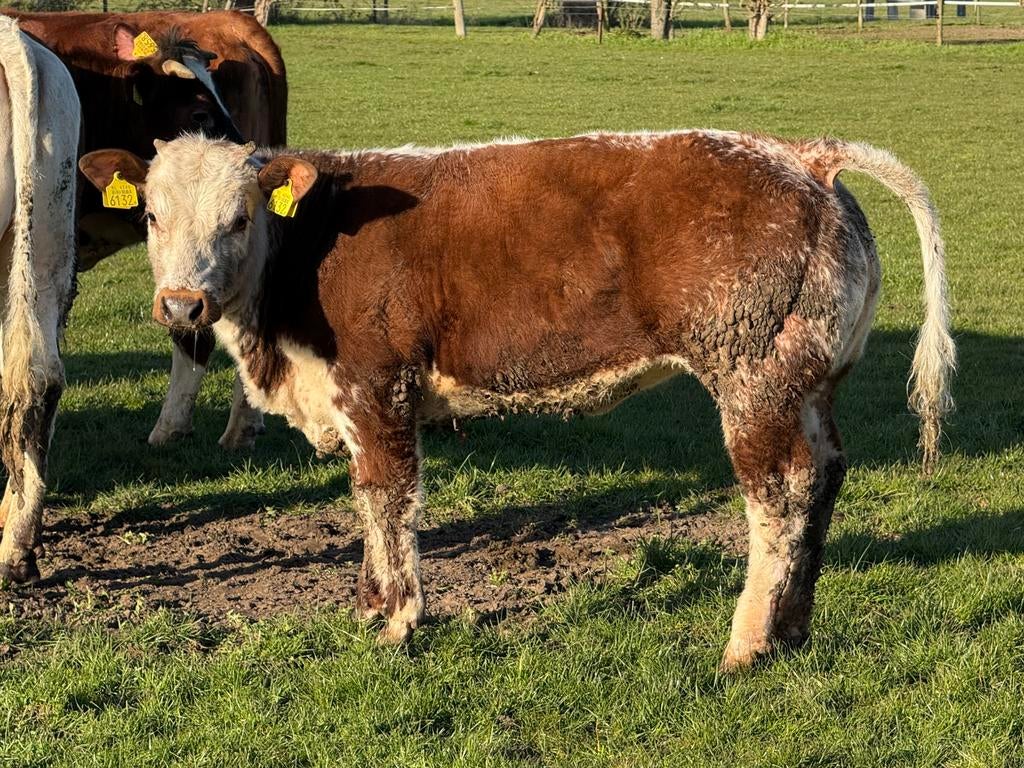 Luxe dikbil streeprug pink te koop, Dieren en Toebehoren, Vrouwelijk