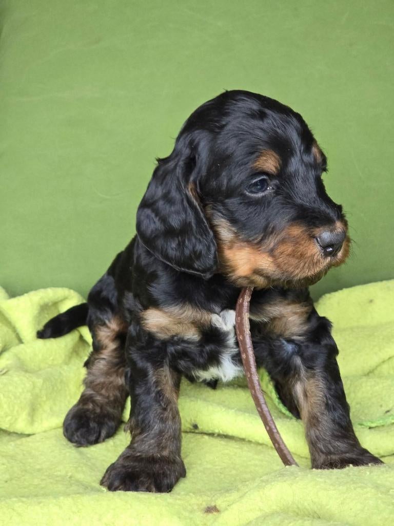 Cockapoo pups f1 Black&tan en zwart, geboren 22 februari., 8 tot 15 weken, Parvo, Meerdere, Meerdere dieren