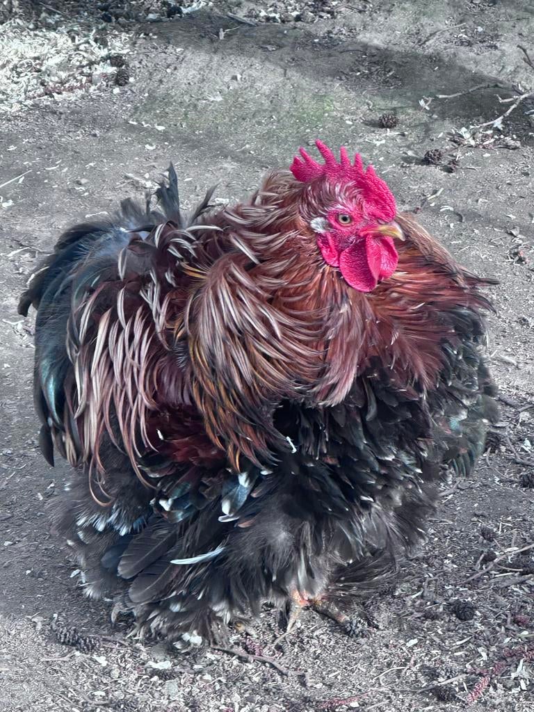 Kriel cochin haan, Dieren en Toebehoren, Pluimvee, Mannelijk, Kip