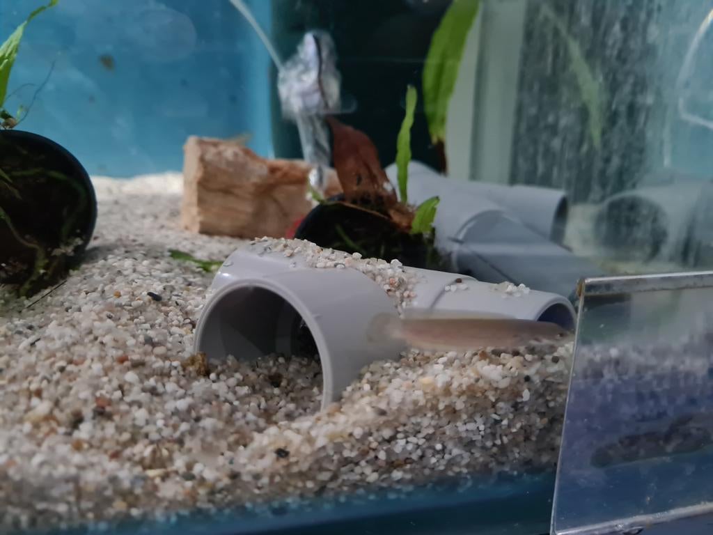 Channa Andrao, slangenkopvis, Vis, Zoetwatervis