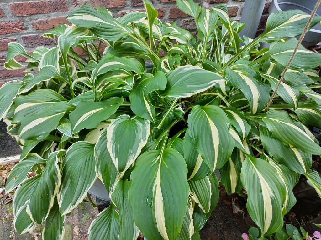 Hosta, Ophalen of Verzenden