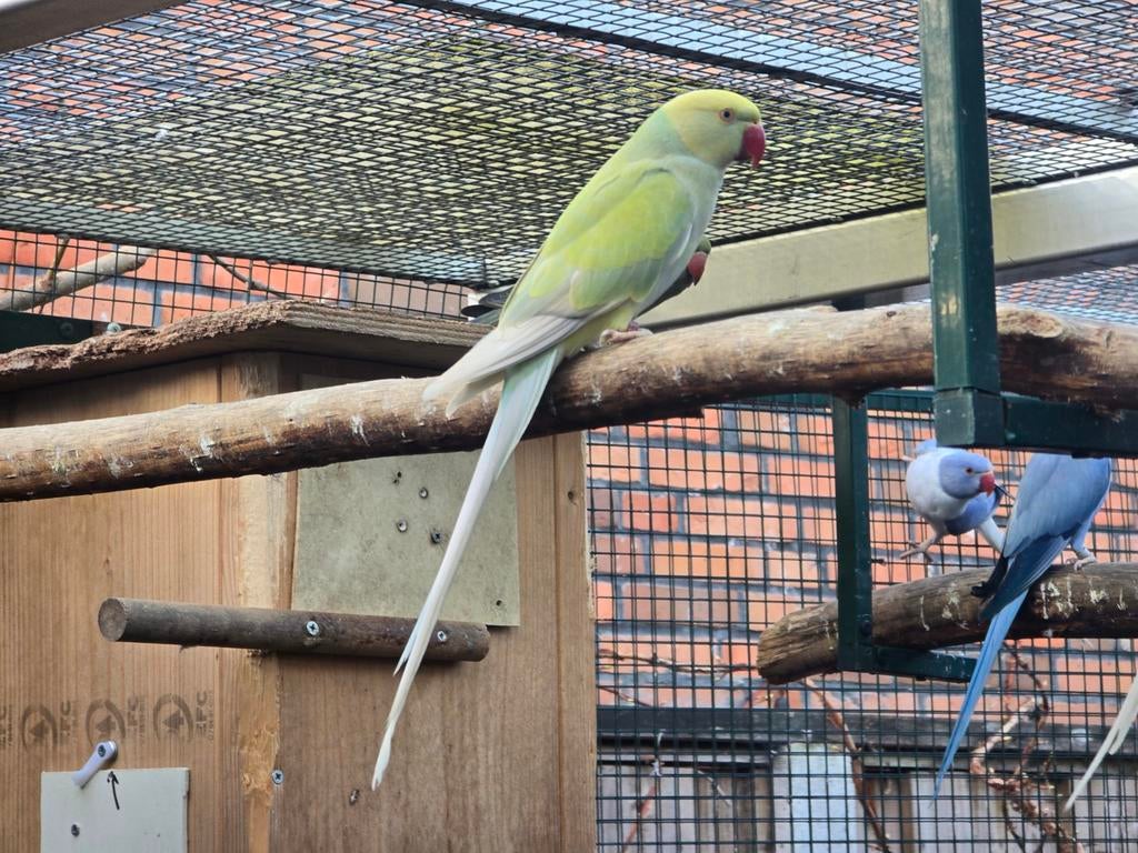 Halsbandparkieten, overjarig, Dieren en Toebehoren, Vogels | Parkieten en Papegaaien, Meerdere dieren, Parkiet, Tam