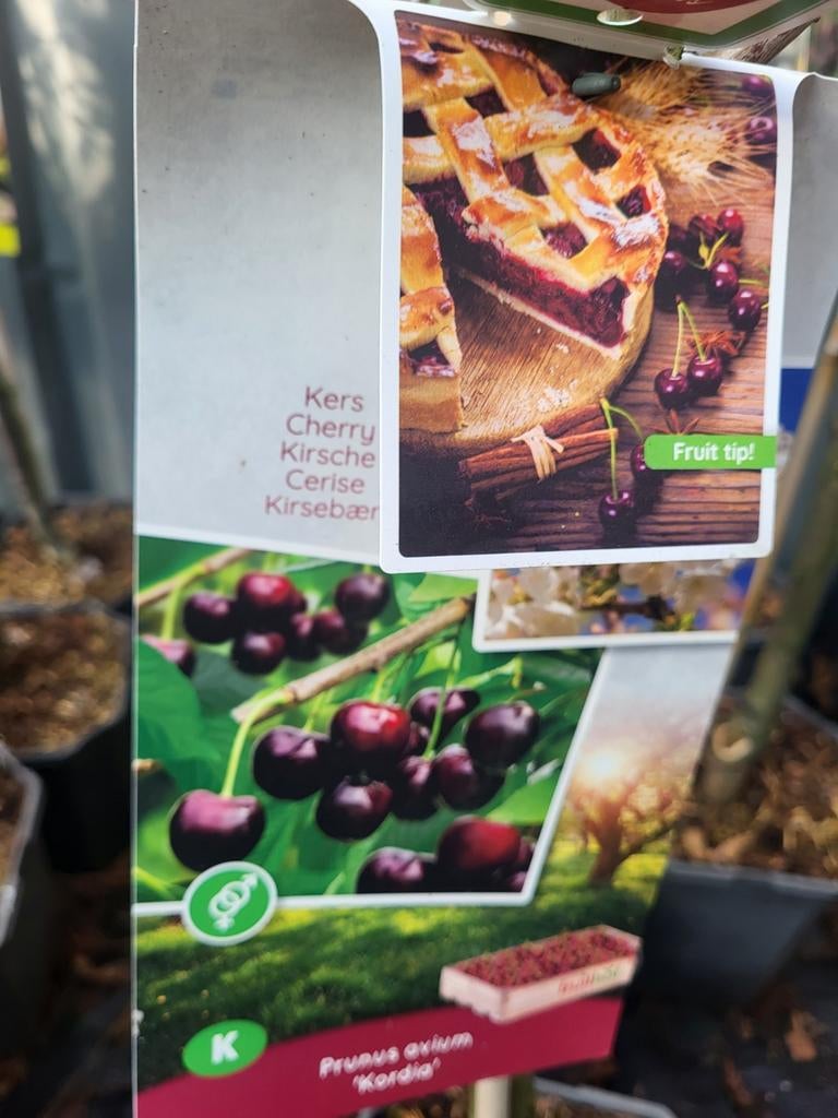 Fruitbomen te koop mega deal, Volle zon, 100 tot 250 cm, Zomer, Overige soorten