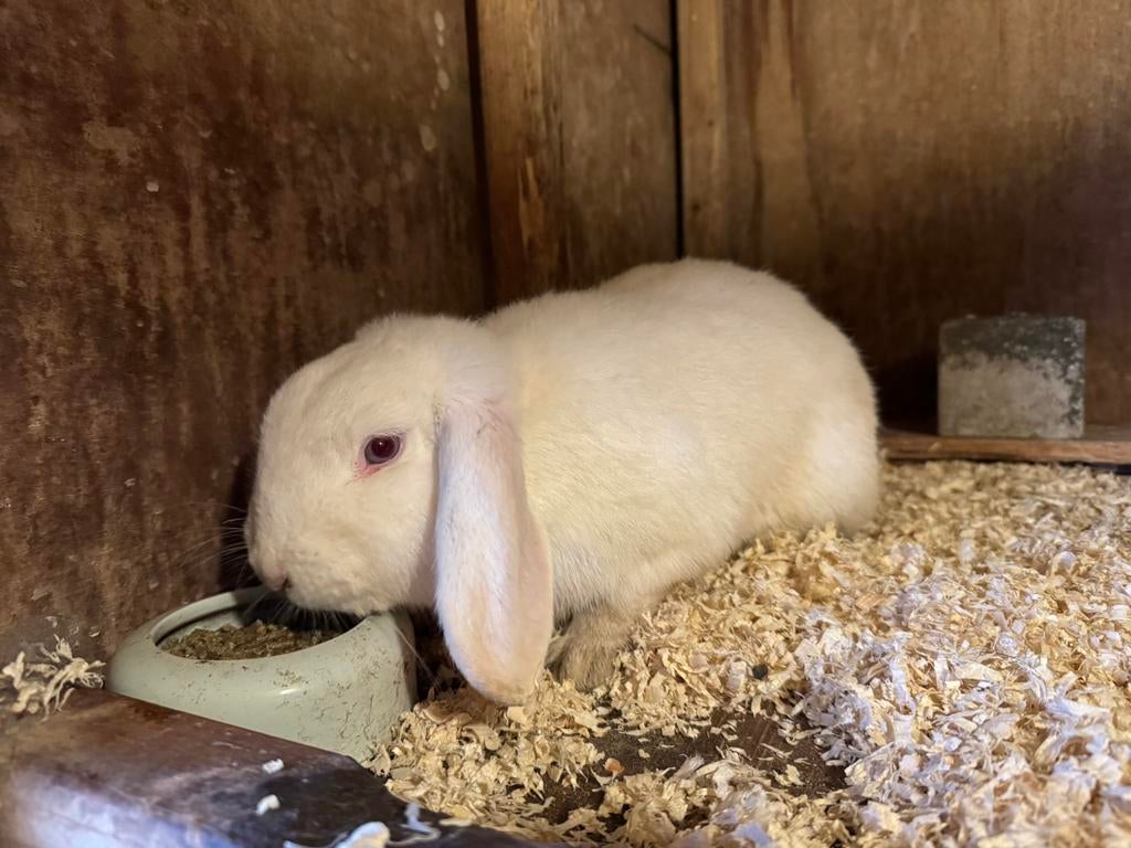 Wit konijn, Dieren en Toebehoren, Mannelijk, Middelgroot, 0 tot 2 jaar