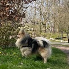 Pomsky dekreu (niet te koop), Eén hond, 3 tot 5 jaar, Nederland, Particulier