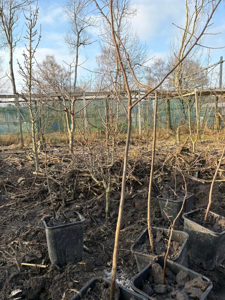 Vijgen en  Citroen kweepeerboom, Tuin en Terras, Planten | Fruitbomen, Ophalen of Verzenden, Vijgenboom