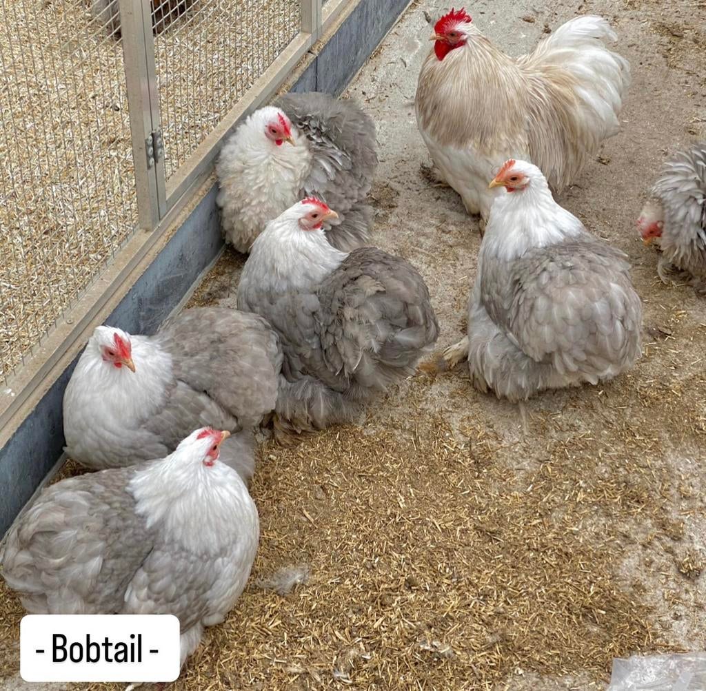 Cochin kriel broedeieren verschillende kleuren, Dieren en Toebehoren, Pluimvee, Meerdere dieren, Kip