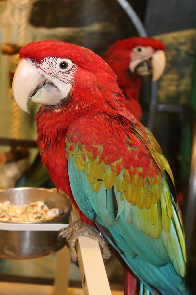Jonge groenvleugel tam, Meerdere dieren, Papegaai, Pratend