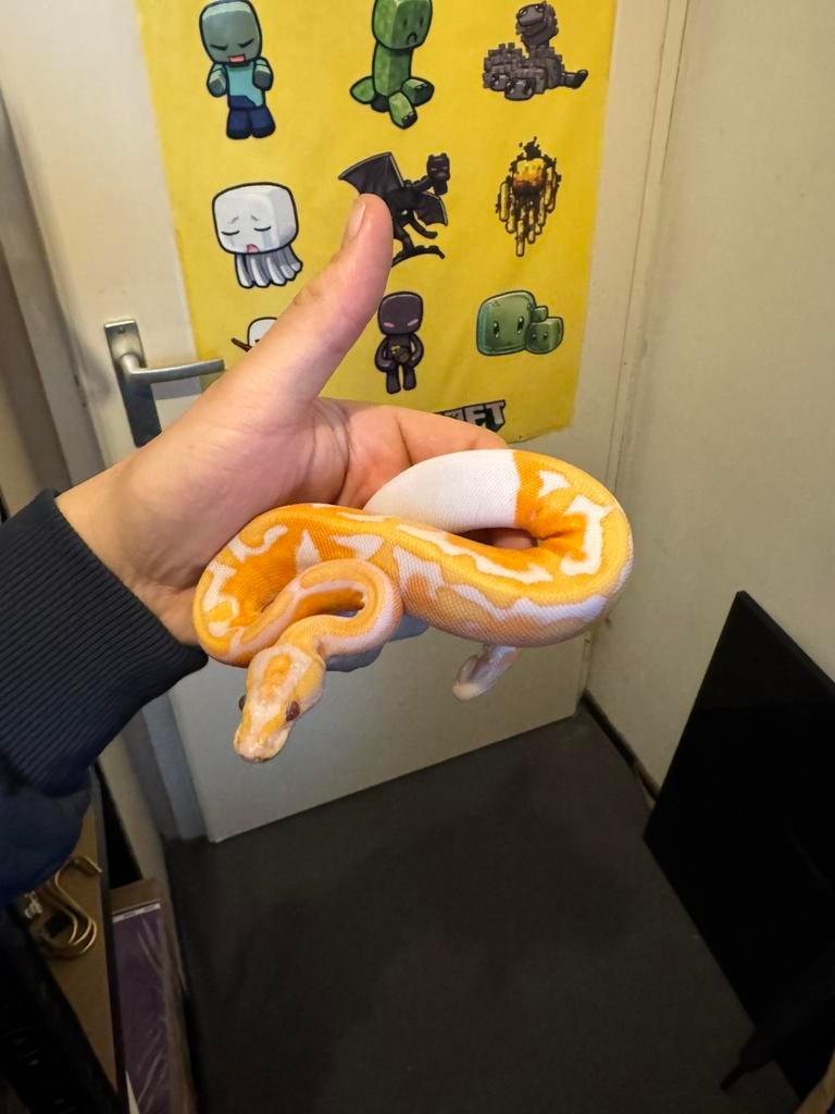 Python regius, Dieren en Toebehoren, Slang, 0 tot 2 jaar