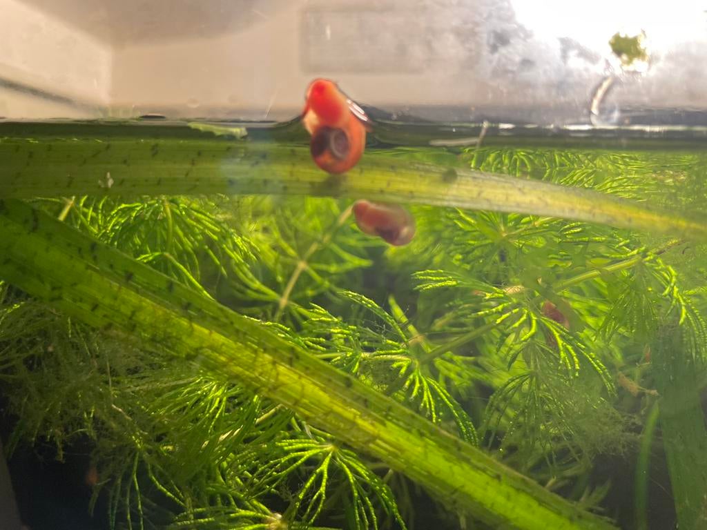 Posthoorn slakken, Dieren en Toebehoren, Slak of Weekdier, Zoetwatervis