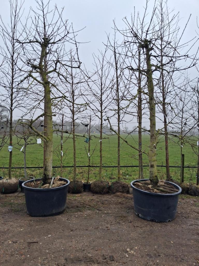 Karakteristieke oude laagstam kersen bomen! Prunus kordia, Lente, Kersenboom, In pot, Ophalen of Verzenden